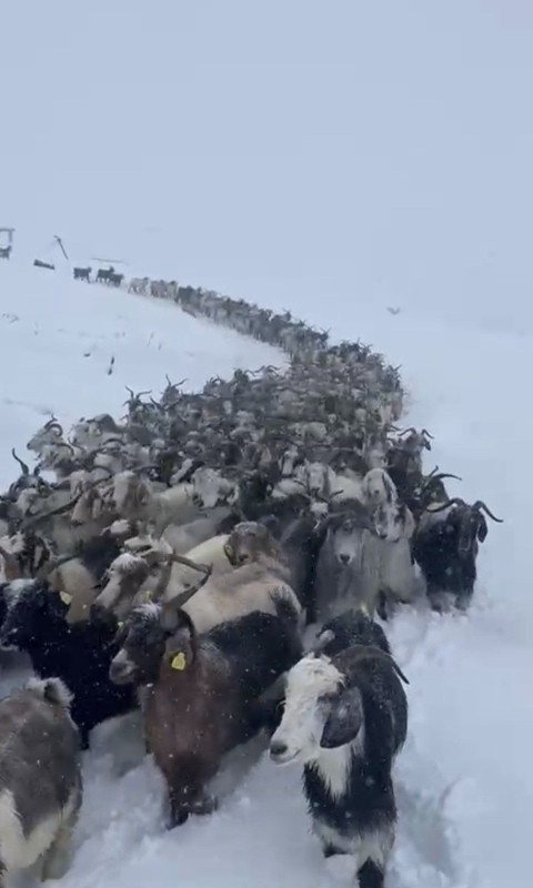 Artvin'de bölge halkından 1'i geldi korkunç manzarayla karşılaştı! Tam 500 hayvan mahsur kaldı - Resim: 3