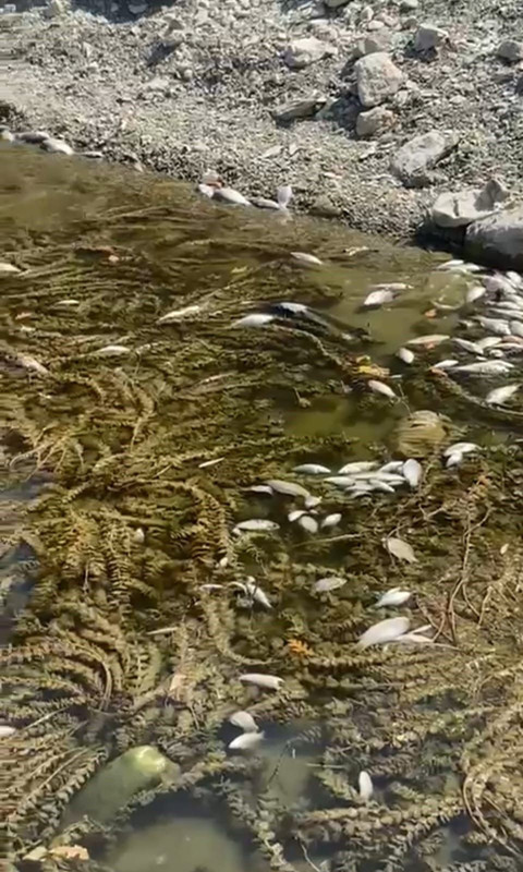 Kütahya'dan korkutan manzara! Binlerce canlı kıyıya sürüklendi, görenler şaşkına döndü - Resim: 2