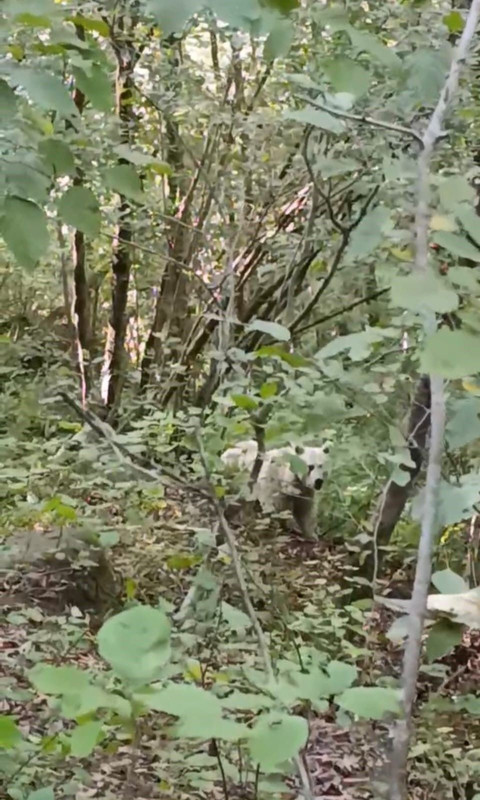 Rize’de görüntülendi! Beyaz renkteki canlı için uzmanlar açıklama yaptı - Resim: 2