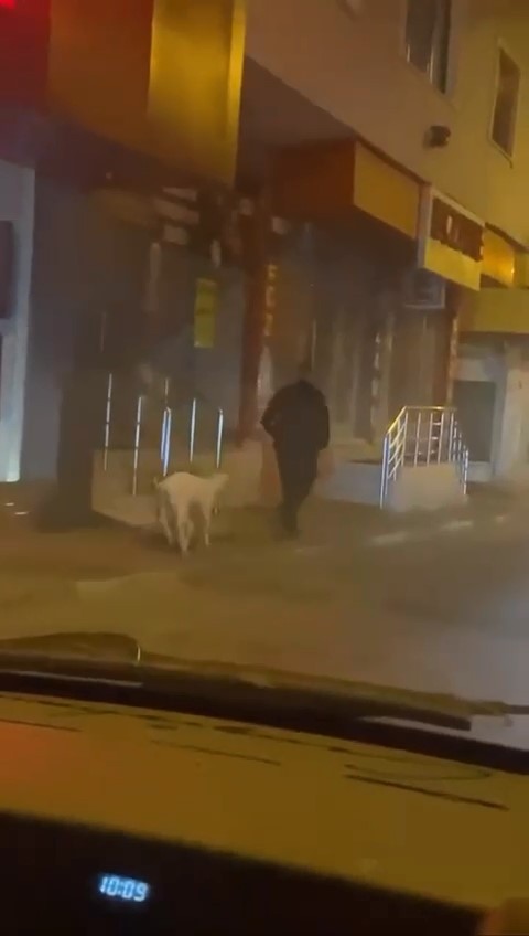 Bursa'da sokakta gezerken görenler şaştı kaldı. Eğittiği evcil hayvanını sokak sokak gezdirdi - Resim : 1
