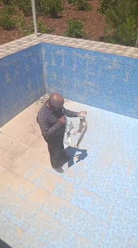 Batman'da tarlada çalıştığı sırada duyduğu sesle harekete geçti. 2 metrelik boş havuzda yavru tilkiyi görüp kurtardı - Resim : 1