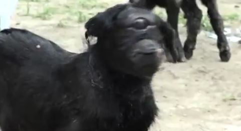 Çiftlikte gece doğuran koyununa bakmaya giden çiftçi karanlıkta çok üzerine düşemedi. Sabah gittiğinde resmen korkunç manzarayı gördü sadece 1 tane vardı - Resim: 2