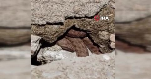 Malatya'da da doğada görülecek deniyordu. 2 metreye yakın hayvanı esnaf yürüyüş yaparken gördü. Sivas, Tunceli, Diyarbakır ve Şanlıurfa da çok dikkat etsin - Resim: 2