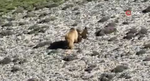 Erzincan'da 550'lerce koyununu otlatmaya çıkaran çoban, koyunların arasında bir anda 1,2,3,4 tanesini birden fark etti! Resmen 4'ünü görünce harekete geçti - Resim: 3