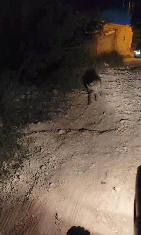 Şanlıurfa'da normalde Doğu Afrika'da yaşayan yırtıcı hayvandan 1 tanesi ortaya çıktı. 1 tane hayvanın hareketi herkesi buz kestirdi - Resim: 2