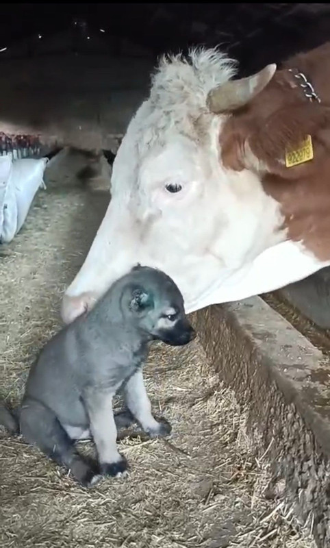 Sivas’ta görülmemiş dostluk! Bir yılda geçse aynı bağ devam ediyor - Resim: 4