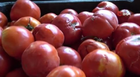 Diyarbakır’da 1000'lercesi teker teker çürüdü... Kasa kasa  1 tonun hepsi çöpe atılacak kontrol etmeye gittiklerinde korkunç manzarayı gördüler - Resim: 5