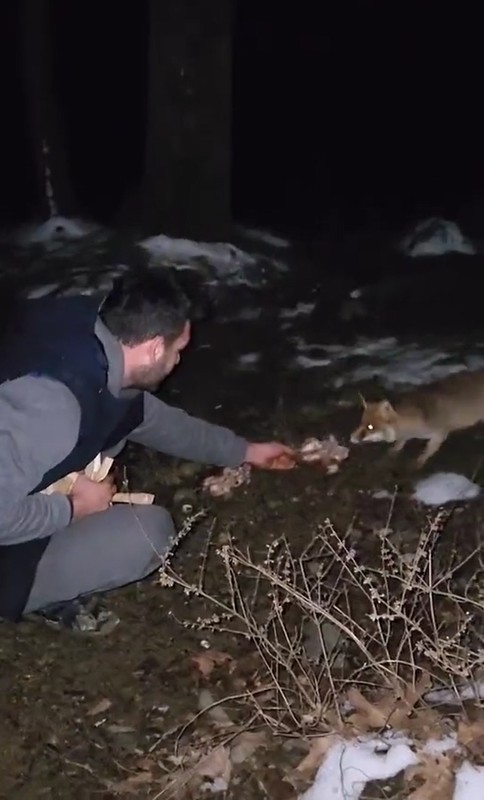 Yalova'da yırtıcı hayvan gece -4 derecede beyaz karın içinden ağır ağır geldi... Ondan hiç korkmayan vatandaş eliyle yiyecek verdi - Resim: 1