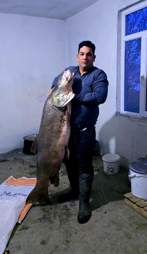 Elazığ'da Keban Baraj Gölü'nde 60 kiloluk devasa bir canlı yakaladı. Hatıra fotoğrafı çektirdi - Resim : 1