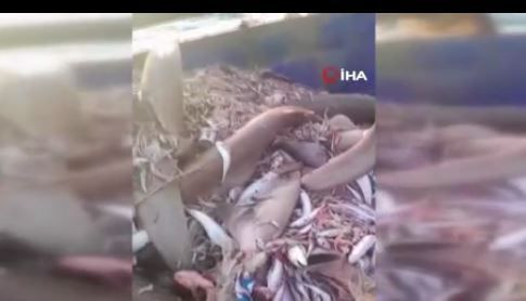 Mersin'de 1,2,3,4,5,6,7,8 tanesi birden balıkçıların ağına takıldı. Balıkçılar 8 tanesini diğer balıkların yanında görünce resmen irkinti yaşadı - Resim: 4