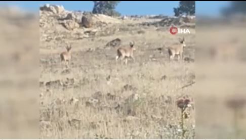 Mardin'de kırsal alanda 3 tanesi yan yana yürürken ortaya çıktı. Onlara dokunmak isteyen 1.000.000'u hazırlasın öyle dokunsun - Resim: 3