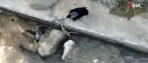 Artvin’de 1 tanesi Çoruh Nehri üzerinde ok gibi fırladı. Kıvrılarak ilerlemek isteyen hayvanı gözüne kestirip üzerine çullandı - Resim: 4