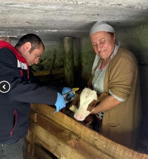 Artvin'de çok sayıda hayvanı olan aile, çiftlikteki ahıra girdiğinde 1 tane ineklerine bakınca hemen yanında tam 4 tanesini gördü. Baktılar 4 tane yine ordaydı - Resim: 4