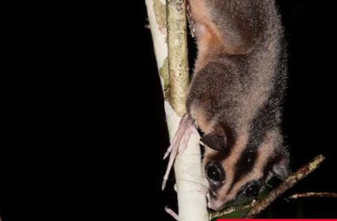 Dünyada yok sanılıyordu, 6.000 yıl sonra ormanın derinliklerinde görüldü - Resim: 11