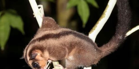 Dünyada yok sanılıyordu, 6.000 yıl sonra ormanın derinliklerinde görüldü - Resim: 12