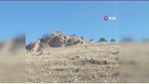 Mardin'de kırsal alanda 3 tanesi yan yana yürürken ortaya çıktı. Onlara dokunmak isteyen 1.000.000'u hazırlasın öyle dokunsun - Resim: 1