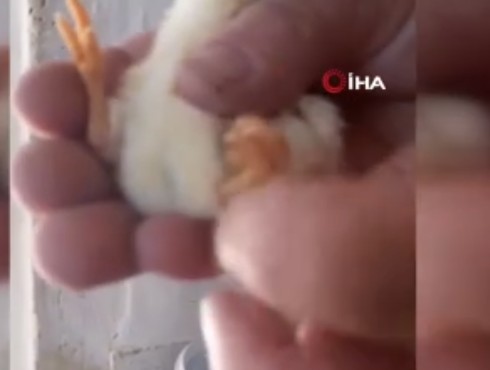 Çankırı'da hayvanın altından aldığı yumurtanın içerisinden çıktı. Hayvan sahibi saydı tam 1,2,3,4 tanesi vardı - Resim: 3