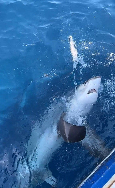 Gökçeada açıklarında dev gölge yaklaştı… 6 metrelik canlı oltaya takıldı, sonra serbest bırakıldı - Resim: 1