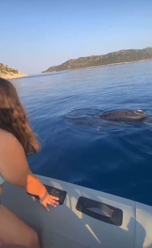 Antalya’nın Demre ilçesinde kayalıklara sıkışan hayvan tekneciler tarafından kurtarıldı - Resim: 1