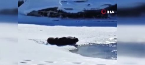 Ardahan'da 3 tane hayvan, müthiş kar manzarasının üzerinde hep birlikte ortaya çıktı. Yakın bir zamanda bir daha onları hiçbir yerde göremeyebiliriz - Resim: 5