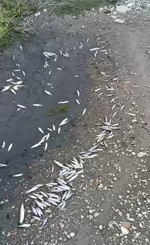 Çanakkale'deki Kocabaş Çayı’nda kuraklık nedeniyle balık ölümleri yaşandı - Resim: 2