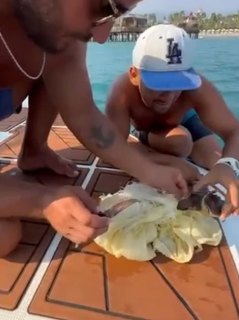 Antalya'da teknesiyle açılan vatandaş suyu yüzeyinde onu gördü. Nesli tükenmekte olan yavruyu kurtarmak için seferber oldu - Resim : 1