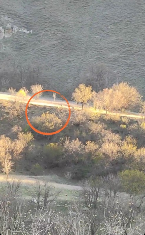 Hakkari'de doğanın süper istilacısı 1,2,3,4,5 tane ile birlikte ortaya çıktı! Yakında 100'lercesi bile bir anda çıkabilir - Resim: 1