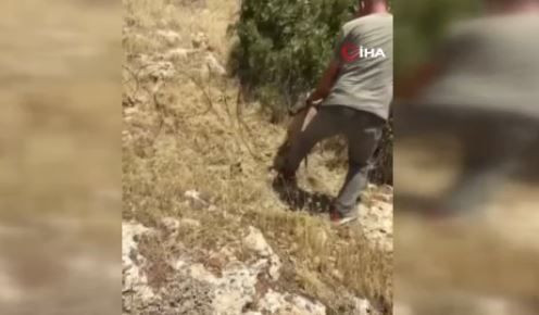 Mardin'de doğada ilerleyen vatandaş korkunç manzarayı fark etti. Vahşi hayvan takıldığı tellerde can çekişiyordu - Resim: 1