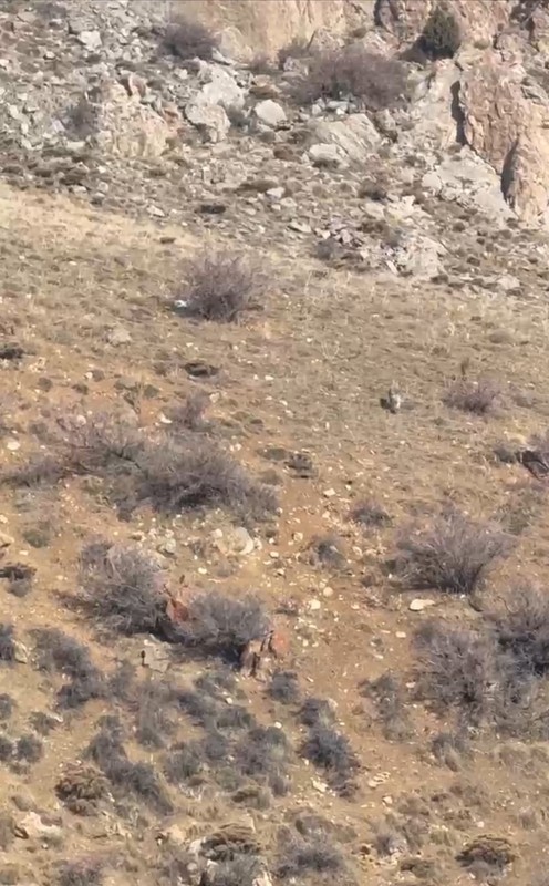 Hakkari'de köyde gezen vatandaş hemen yana yana 2 tanesiyle birden karşılaştı. Vatandaşı gördükleri gibi köyden kaçtılar - Resim: 4