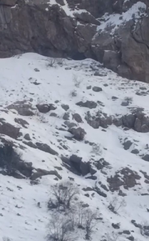 Hakkari Yüksekova-Van karayolunda -14 derecede buz gibi karın üstünde ortaya çıkan müthiş hayvan, sürüsüyle kendisine hayran bıraktı - Resim: 3