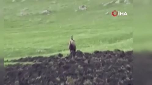 Ardahan’da doğada bu kez sürüyle değil 1 tanesi ortaya çıktı. Ona dokunan 650.000'i hazır etsin - Resim: 2