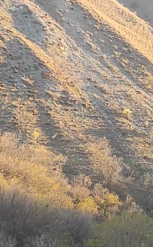 Hakkari'de doğanın süper istilacısı 1,2,3,4,5 tane ile birlikte ortaya çıktı! Yakında 100'lercesi bile bir anda çıkabilir - Resim: 4