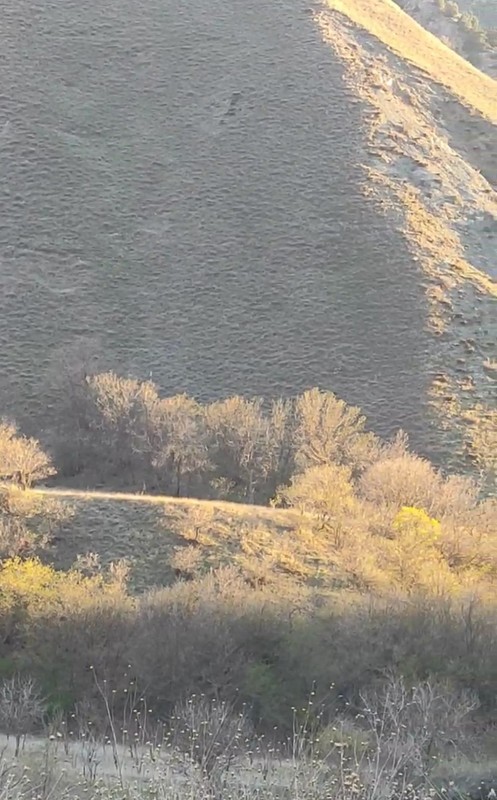 Hakkari'de doğanın süper istilacısı 1,2,3,4,5 tane ile birlikte ortaya çıktı! Yakında 100'lercesi bile bir anda çıkabilir - Resim: 3
