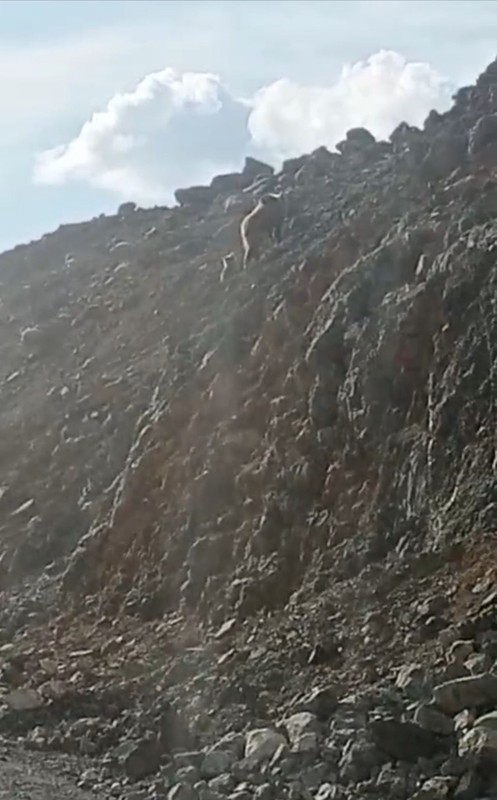 Hakkari'de dağda önce 1 tanesi çıktı hemen arkasından 2 tanesi daha belirdi. Türkiye'de yakında 1000'lercesi her yerden çıkacak - Resim: 3
