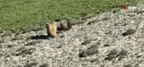 Erzincan'da 550'lerce koyununu otlatmaya çıkaran çoban, koyunların arasında bir anda 1,2,3,4 tanesini birden fark etti! Resmen 4'ünü görünce harekete geçti - Resim: 4