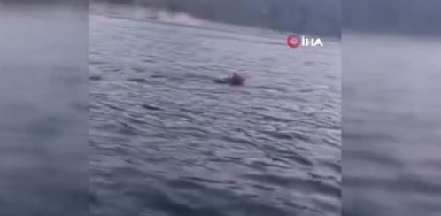 Karadeniz'de 1 tanesi yüzerken görüntülendi. 1 tanesini yüzerken gören vatandaşlar inanamayıp 1 kez daha baktı - Resim: 1