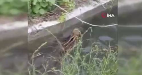 Kütahya'da doğada 1 tanesi korkunç şekilde çırpınıyordu. Onu gören vatandaşlar yardım edemedi daha sonra bakın ne oldu - Resim: 3