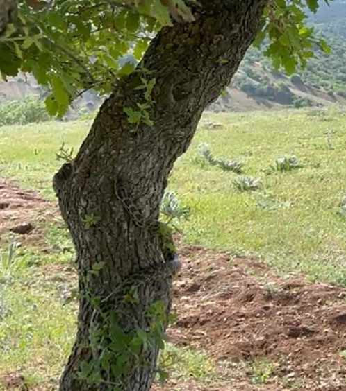 Yozgat'ta 200'lerce koyununu otlatan çoban gölgesi için oturduğu 1 ağacın üstünde fark ettiği detayla resmen hayrete düştü - Resim: 5