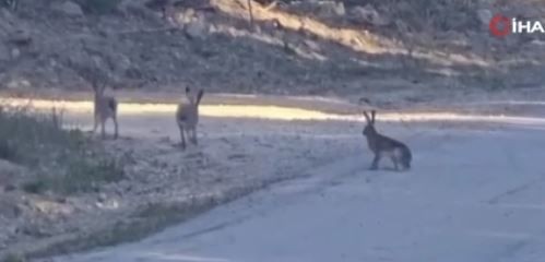 Mersin'de kar gitti, hepsi teker teker ortaya çıkmaya başladı. 3 tane yaban sevimli hayvan kameraya yakaladı. Neşeli anları görenleri tebessüm ettirdi - Resim: 3