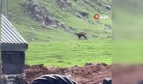 Ardahan’da doğada bu kez sürüyle değil 1 tanesi ortaya çıktı. Ona dokunan 650.000'i hazır etsin - Resim: 3