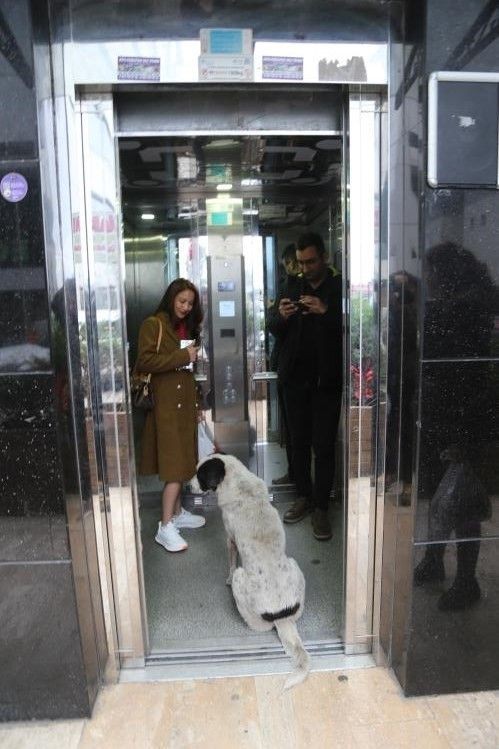 Artvin'de şehrin ortasındaki 50 metrelik devasa asansörü görenler başta anlam veremedi. Nedenini öğrenince hak verdiler. Sokak köpekleri bile kullanıyor - Resim: 1