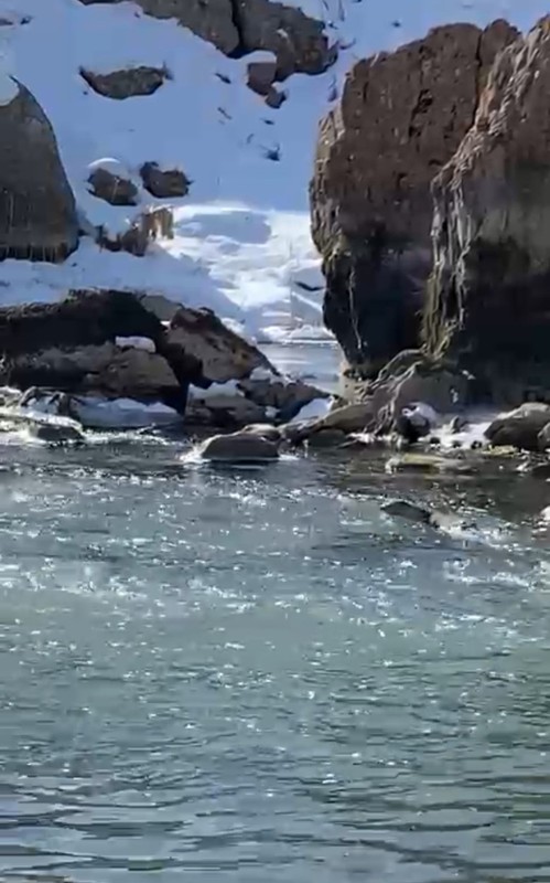 Hakkari'de derenin yanından geçerken ilk kez gördü. Hemen kayıt altına aldı. Koruma altındaki nadir canlı, yıllar sonra yeniden orada ortaya çıktı - Resim: 2