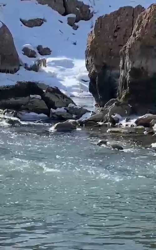 Hakkari'de derenin yanından geçerken ilk kez gördü. Hemen kayıt altına aldı. Koruma altındaki nadir canlı, yıllar sonra yeniden orada ortaya çıktı - Resim: 3