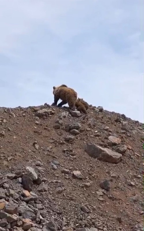 Hakkari'de dağda önce 1 tanesi çıktı hemen arkasından 2 tanesi daha belirdi. Türkiye'de yakında 1000'lercesi her yerden çıkacak - Resim: 2