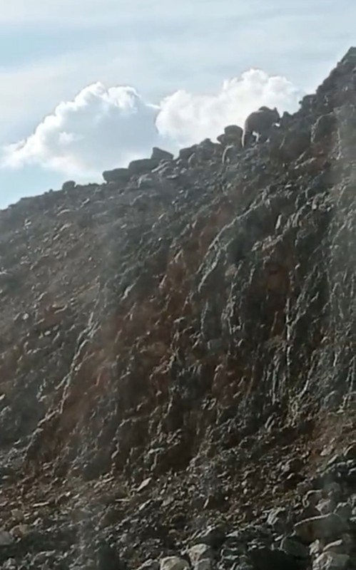 Hakkari'de dağda önce 1 tanesi çıktı hemen arkasından 2 tanesi daha belirdi. Türkiye'de yakında 1000'lercesi her yerden çıkacak - Resim: 1