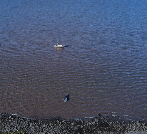 Arjantin Buenos Aires’te kıyıya vuran ölü Sei balinası endişe yarattı - Resim: 2