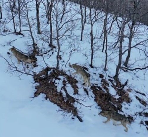 Tunceli’de karla kaplı muhteşem Munzur Vadisi’nde 3 taneden oluşan hayvan grubu beyazlar üstünde kendisini gösterdi. Harika bir manzara oluşturmuşlardı - Resim: 2