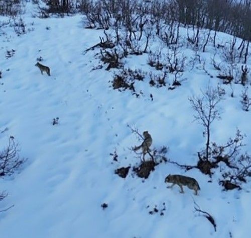 Tunceli’de karla kaplı muhteşem Munzur Vadisi’nde 3 taneden oluşan hayvan grubu beyazlar üstünde kendisini gösterdi. Harika bir manzara oluşturmuşlardı - Resim: 1