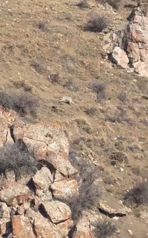 Hakkari'de köyde gezen vatandaş hemen yana yana 2 tanesiyle birden karşılaştı. Vatandaşı gördükleri gibi köyden kaçtılar - Resim: 3