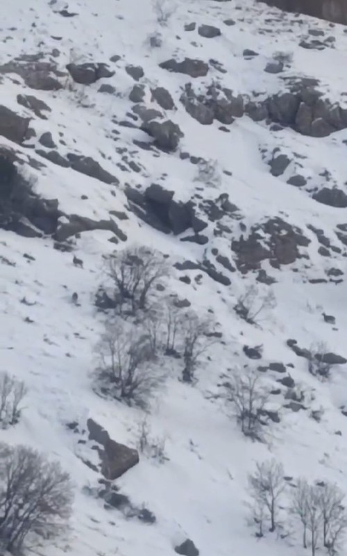 Hakkari Yüksekova-Van karayolunda -14 derecede buz gibi karın üstünde ortaya çıkan müthiş hayvan, sürüsüyle kendisine hayran bıraktı - Resim: 2